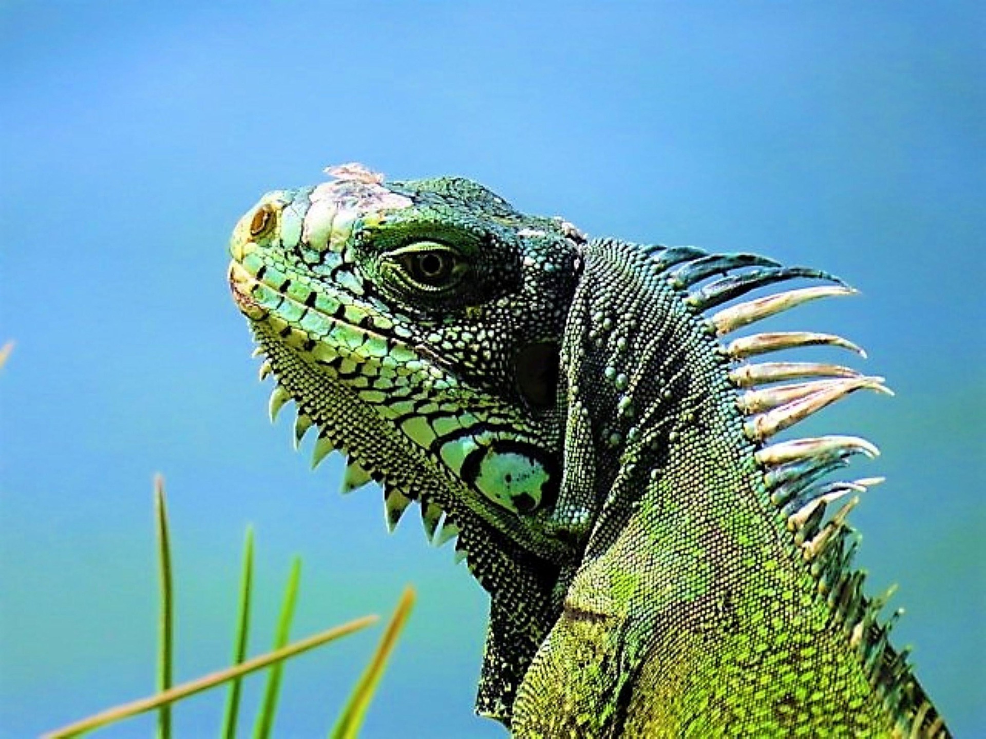 Iguane de Petite-Terre