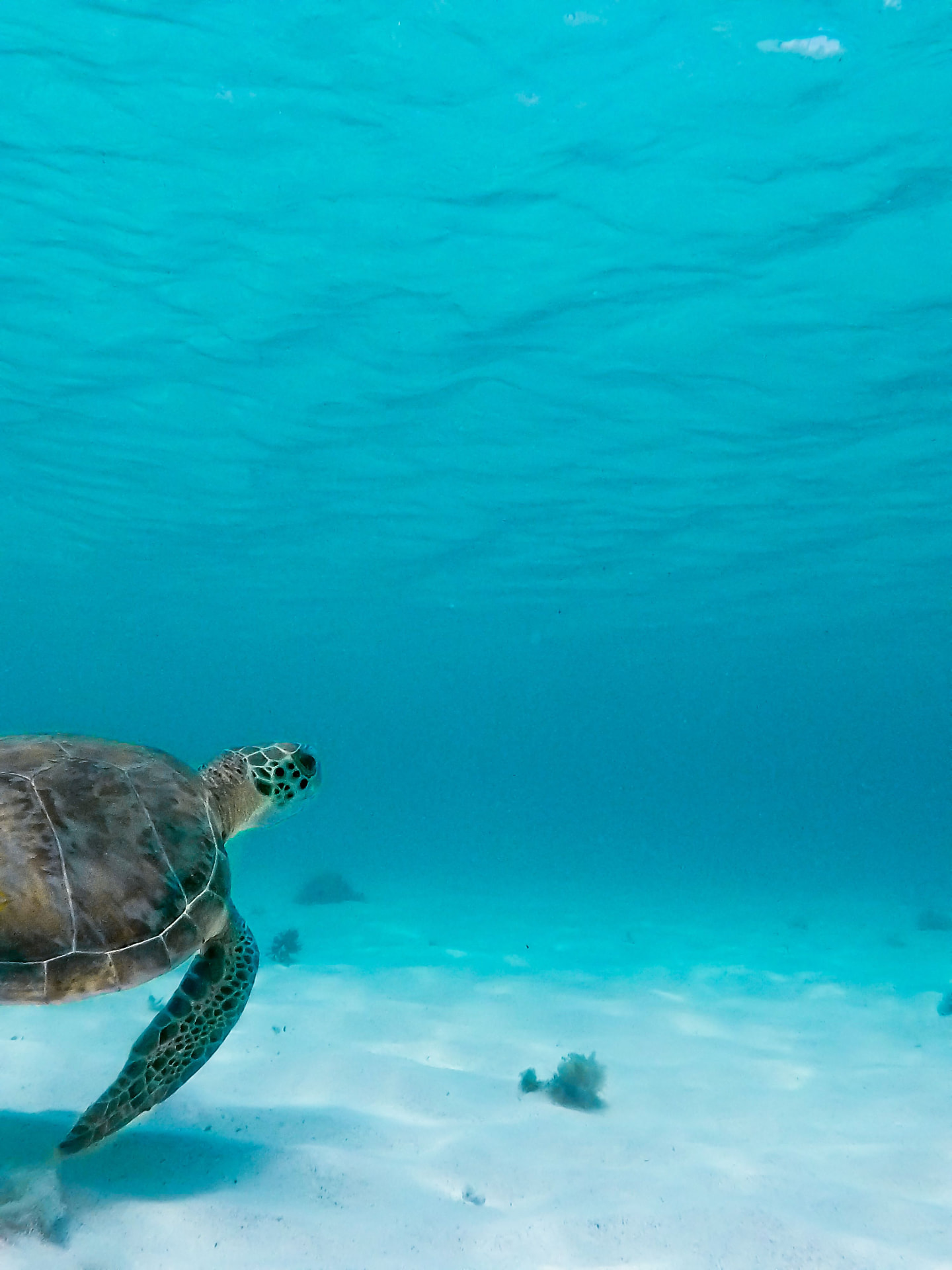 Tortue marine nageant dans les eaux turquoise de Petite-Terre