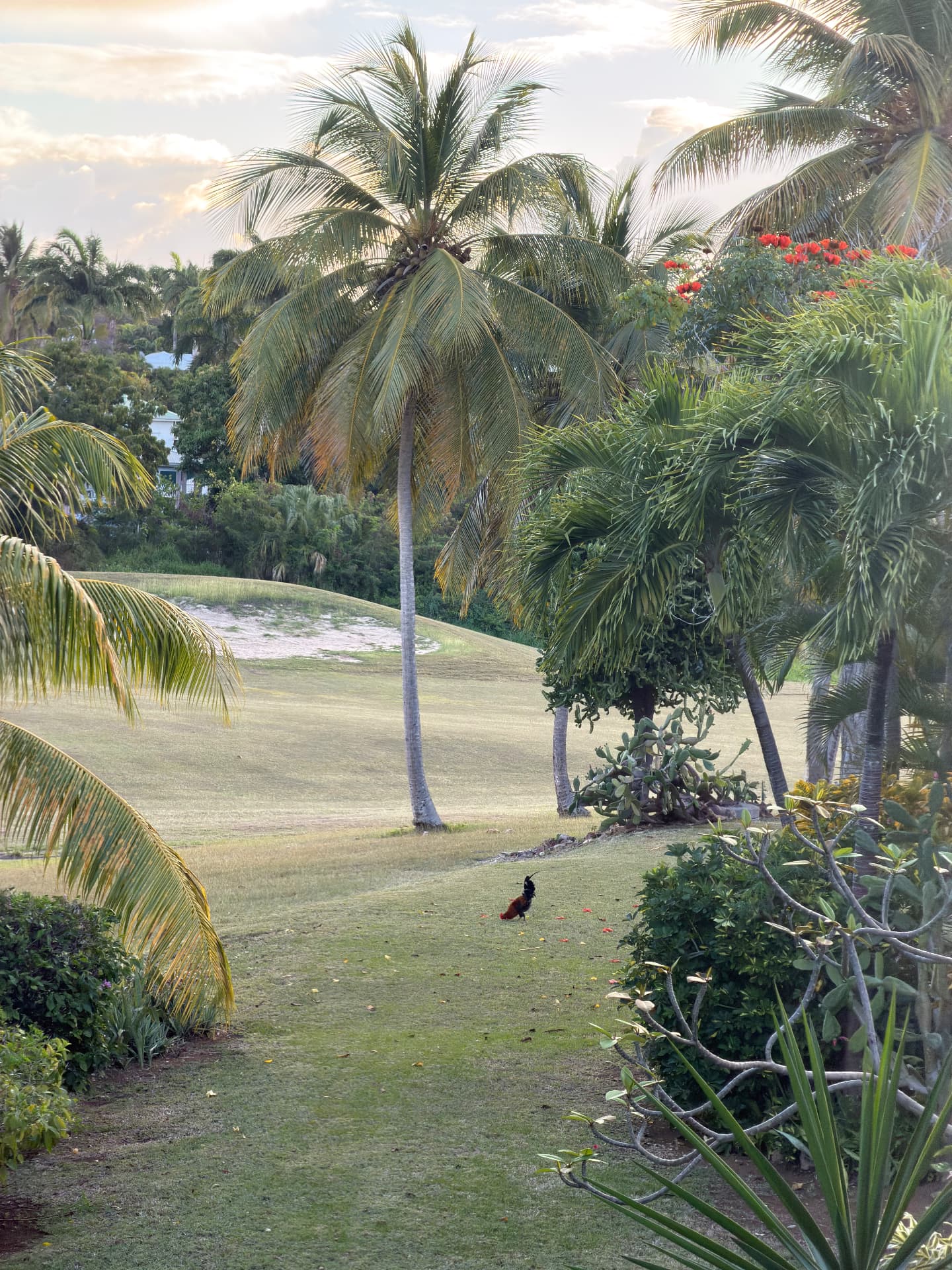 Golf International de Saint-François au milieu des palmiers