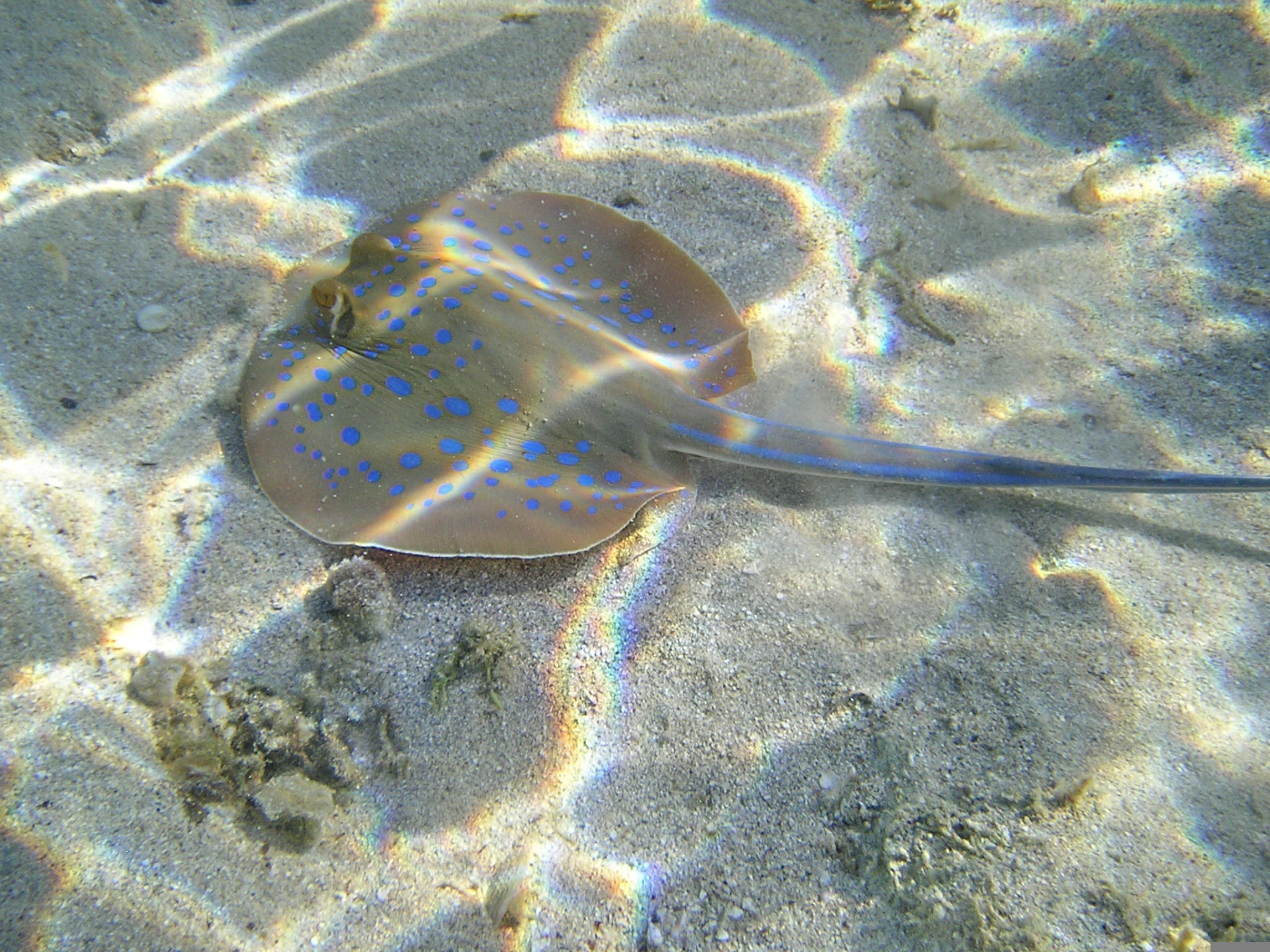 Raie pastenague à points bleus sur le sable sous-marin