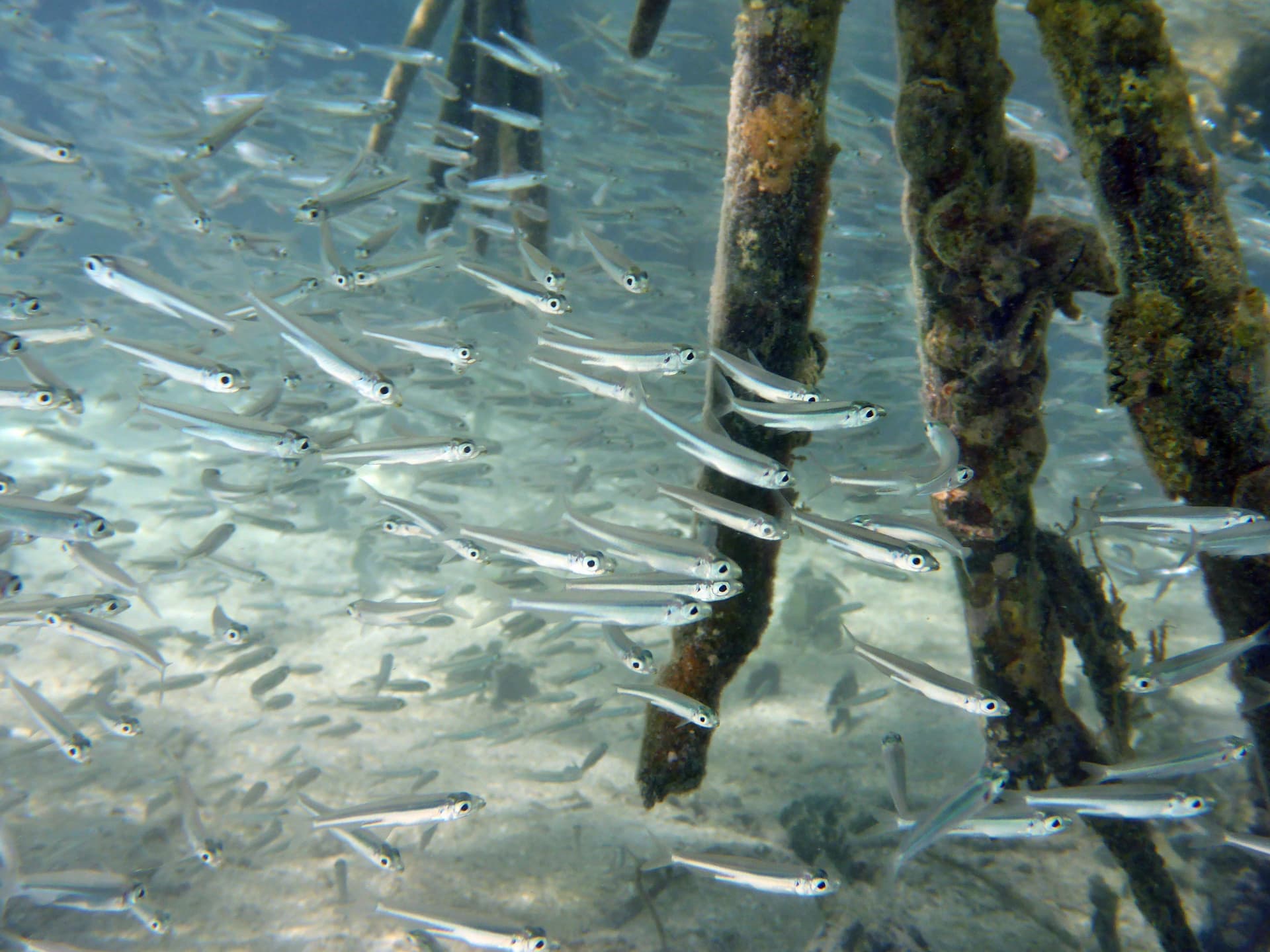 Banc de poissons lors d'une sortie snorkeling aux Saintes