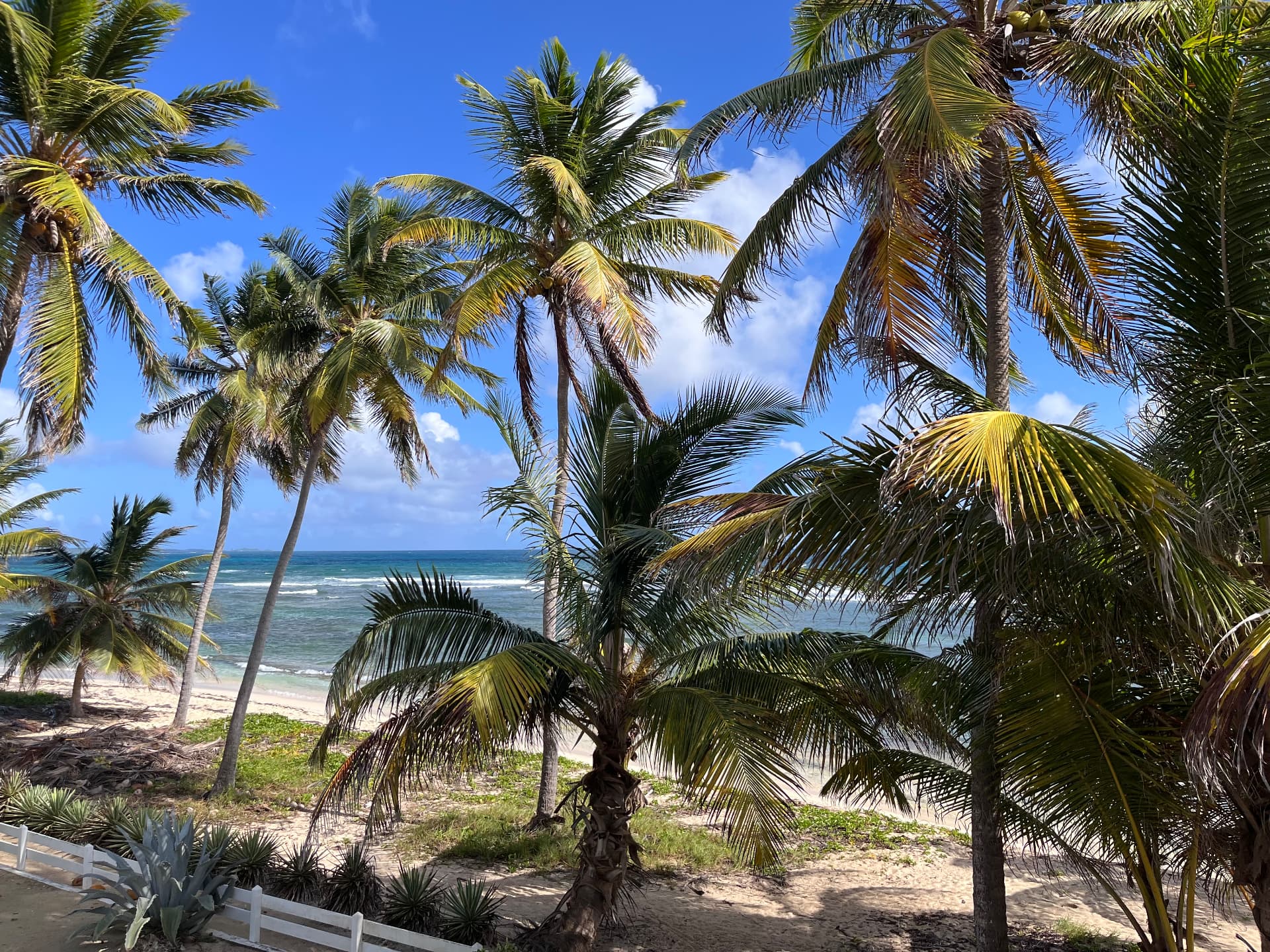 Vue ensoleillée sur la plage et les palmiers depuis Villa Pitaya
