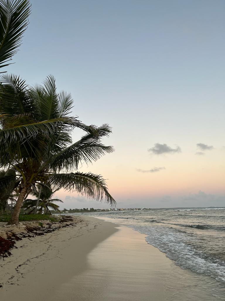 Plage bordée de palmiers à Saint-François en Guadeloupe